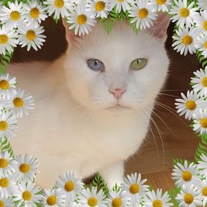 Meet your Posher, Rivera